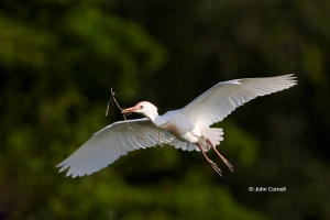 Bubulcus-ibis;Cattle-Egret;Egret,-Florida;White-Ibis;Ibis;Southeast-USA;Eudocimu